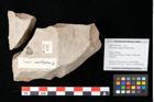 Foto (Detailansicht) von Cathaya sp. (NHMW-GEO-2024-0188-0343)